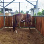 PENGALAMAN MAGANG JJ STABLE