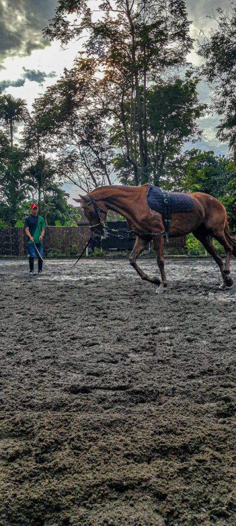 Jasa Pelatihan Kuda Tunggang Yogyakarta