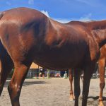 Manajemen Ternak Kuda Dan Kambing