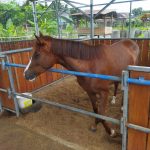 JJ Stable: Pilihan Terbaik untuk Menyewa Kandang Kuda di Kota Jogja