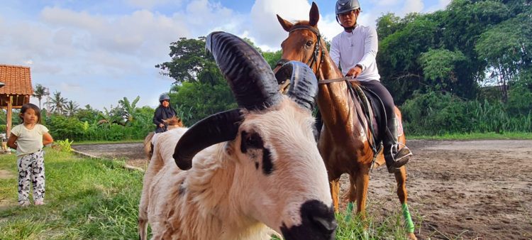 Manajemen Pemiliharaan Kuda dan Domba di JJ Stable Jogja