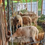 pemeliharaan kuda dan domba