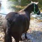 Helminthiasis pada kuda