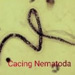 cacing nematoda