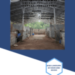 Sewa Kandang Kuda di Jogja JJ Stable