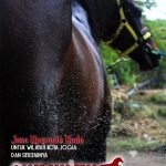 Pejantan Kuda Di Jogja