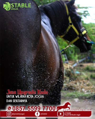 Pejantan Kuda Tangguh Di Jogja