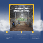 Wisata Kuda dan Sewa Kandang Kuda di Jogja