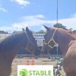 JJ Stable Jogja: Tempat yang Menjual Kuda Tunggang Berkualitas