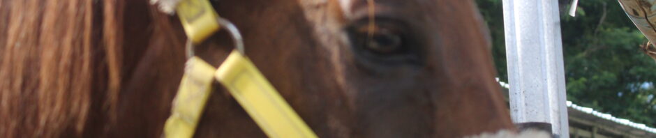 “7 Hal Penting yang Perlu Diketahui Sebelum Membeli Kuda”