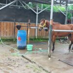 Kehebatan Berkuda 15 Manfaat Kesehatan yang Membuat Anda Terkejut