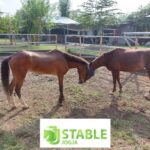 Magang di JJ Stable Peternakan Domba dan Kuda Jogja