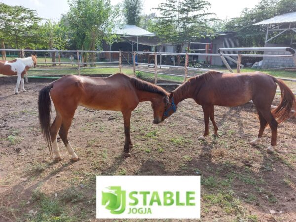 Magang di JJ Stable Peternakan Domba dan Kuda Jogja
