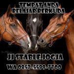 Jual Kuda Jantan Istimewa untuk Semua Tingkatan Kelas dan Pemula di Dunia Equestrian