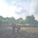 Jual Kuda Tunggang Terlatih Bisa Jumping dan HBA Cocok untuk Rider Pemula