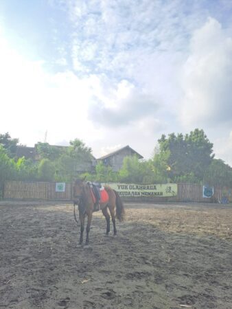Jual Kuda Tunggang Terlatih Bisa Jumping dan HBA Cocok untuk Rider Pemula