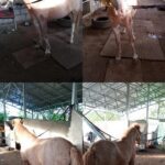 Jual Kuda Tunggang Dawuk Merah: Koleksi Cantik dan Aman untuk Anak-Anak dan Pemula!