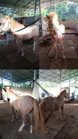 Kuda Betina 115 cm Pilihan Tepat untuk Tunggangan Anak Kecil dan Pemula serta Tempat Wisata yang Menarik