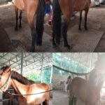 Kuda Betina Jinak Jual Kuda Betina Tinggi 140 cm Berkarakter Baik