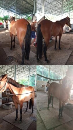 Kuda Betina Jinak Jual Kuda Betina Tinggi 140 cm Berkarakter Baik