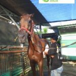 JJ Stable: Tempat Kursus Terdekat Berkualitas di Kota Jogja