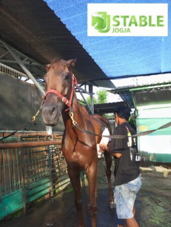 Kursus merawat kuda di JJ Stable, Fasilitas JJ Stable untuk belajar merawat kuda, Manfaat belajar merawat kuda di JJ Stable, Biaya kursus merawat kuda di JJ Stable, Jadwal kursus merawat kuda di JJ Stable, Testimoni peserta kursus merawat kuda di JJ Stable, Metode pembelajaran merawat kuda di JJ Stable, Keuntungan belajar merawat kuda di JJ Stable, Instruktur kursus merawat kuda di JJ Stable, Syarat dan ketentuan kursus merawat kuda di JJ Stable,
