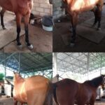 Kuda betina dewasa cocok untuk pemula