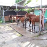 Cara Memandikan kuda yang baik dan benar