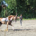 Panduan Lengkap: Cara Melatih Kuda Tunggang untuk Pemula