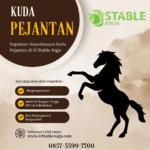 Mengenal Stud atau Pejantan Kuda di Kota Jogja